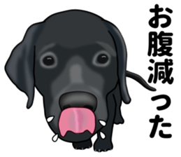 Everyday black Labrador sticker #9330755