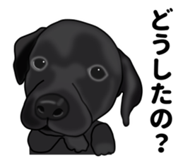 Everyday black Labrador sticker #9330757