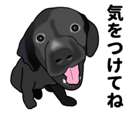 Everyday black Labrador sticker #9330759