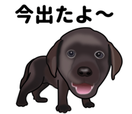 Everyday black Labrador sticker #9330760