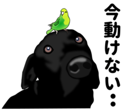 Everyday black Labrador sticker #9330764