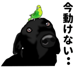 Everyday black Labrador sticker #9330764