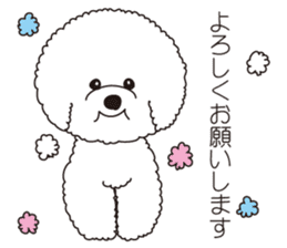 Lovely fluffy Bichon frise sticker #9346131