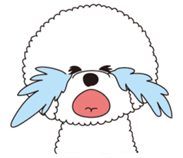 Lovely fluffy Bichon frise sticker #9346161