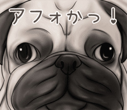 Pug and Bulldog sticker vol.1 sticker #9353692
