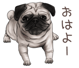 Pug and Bulldog sticker vol.1 sticker #9353709