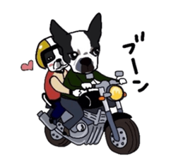 Boston-Terrier-association sticker #9361768