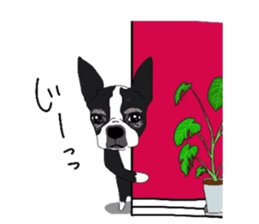 Boston-Terrier-association sticker #9361772