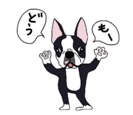 Boston-Terrier-association sticker #9361774