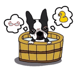 Boston-Terrier-association sticker #9361779