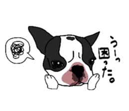 Boston-Terrier-association sticker #9361781