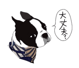 Boston-Terrier-association sticker #9361784