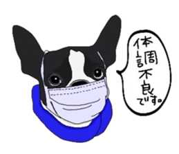 Boston-Terrier-association sticker #9361785