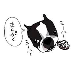 Boston-Terrier-association sticker #9361790
