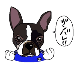 Boston-Terrier-association sticker #9361791