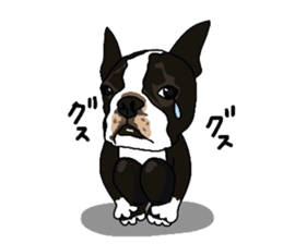 Boston-Terrier-association sticker #9361795