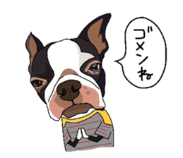Boston-Terrier-association sticker #9361801