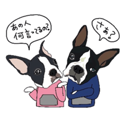 Boston-Terrier-association sticker #9361802