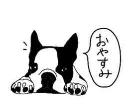 Boston-Terrier-association sticker #9361807