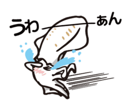 big fin reef squid/eging sticker #9370673