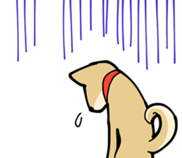 Shiba Inu dog man sticker #9387115