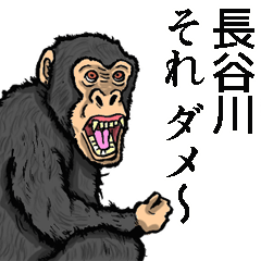 Sticker of Hasegawa