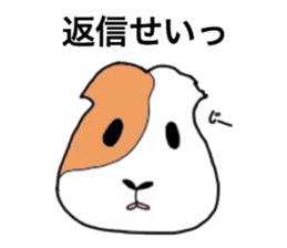 Do you know the guinea pig? sticker #9415321