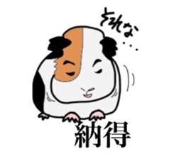 Do you know the guinea pig? sticker #9415323