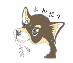 YUME-chan,Chihuahua sticker #9418605