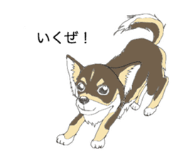 YUME-chan,Chihuahua sticker #9418614