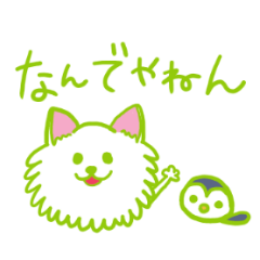 Kansai accent Pomeranian  "PONTA"