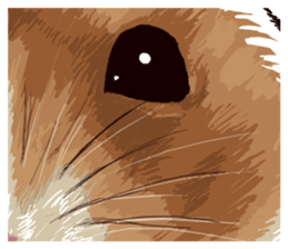 hamster ginji2 sticker #9425049