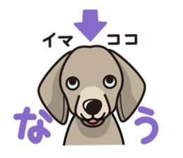 iinu - Weimaraner sticker #9460955