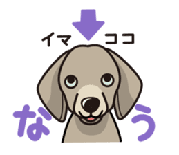 iinu - Weimaraner sticker #9460955