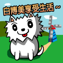 White Pomeranian enjoy life