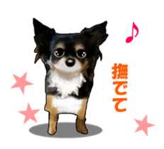 -Chihuahuas-Ver.4 sticker #9487220