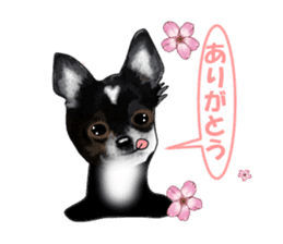 -Chihuahuas-Ver.4 sticker #9487221