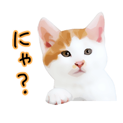 yurui tyatora&chashiro cat