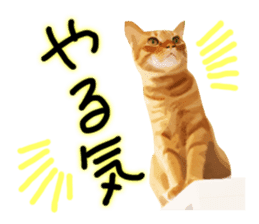 yurui tyatora&chashiro cat sticker #9499624