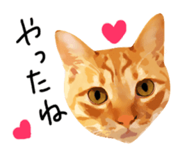 yurui tyatora&chashiro cat sticker #9499625