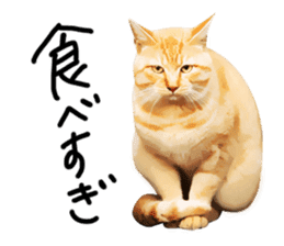 yurui tyatora&chashiro cat sticker #9499626