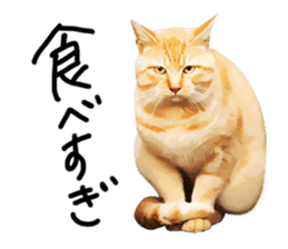 yurui tyatora&chashiro cat sticker #9499626