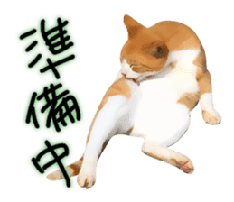 yurui tyatora&chashiro cat sticker #9499627