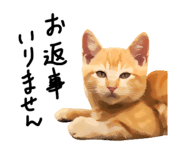 yurui tyatora&chashiro cat sticker #9499628