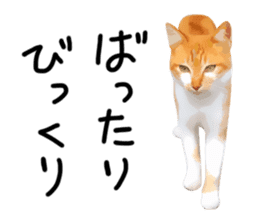 yurui tyatora&chashiro cat sticker #9499630