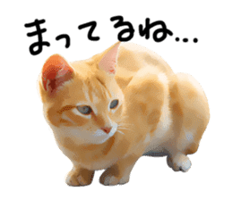 yurui tyatora&chashiro cat sticker #9499631