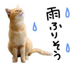 yurui tyatora&chashiro cat sticker #9499632