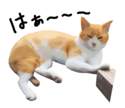 yurui tyatora&chashiro cat sticker #9499633