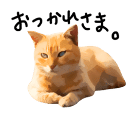 yurui tyatora&chashiro cat sticker #9499634