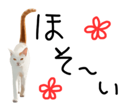 yurui tyatora&chashiro cat sticker #9499635